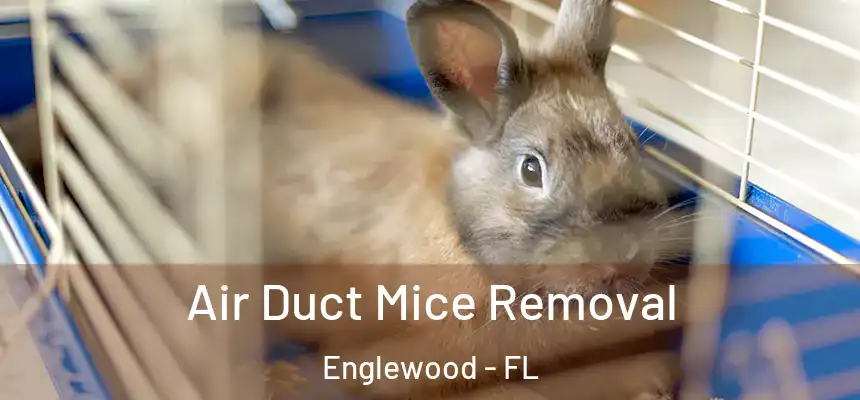  Air Duct Mice Removal Englewood - FL